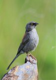 Yellow-eyed Juncoborder=